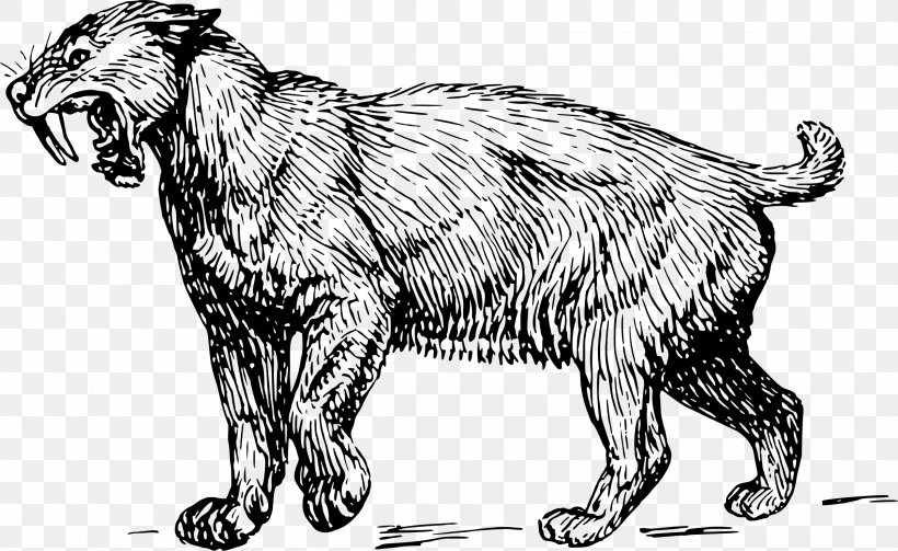 Felidae Saber-toothed Cat Wildcat Clip Art, PNG, 2400x1475px, Felidae, Artwork, Big Cat, Big Cats, Black And White Download Free