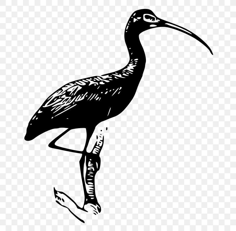 Ibis Clip Art, PNG, 755x800px, Ibis, Beak, Bird, Black And White, Crane Download Free