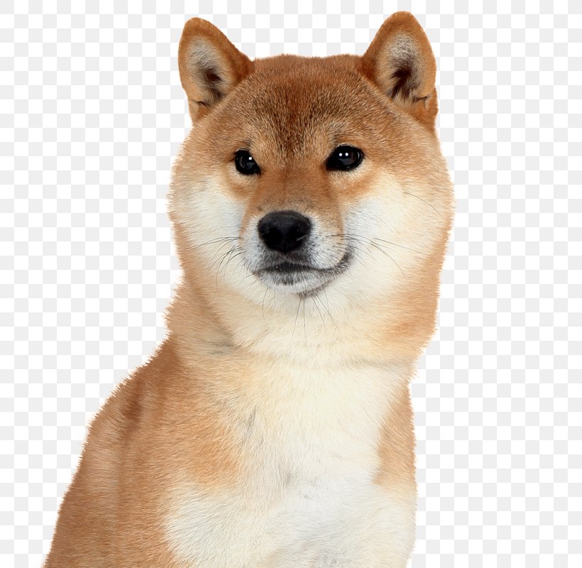 Shiba Inu Akita Canaan Dog Finnish Spitz Shikoku Dog, PNG, 800x800px, Shiba Inu, Akita, Akita Inu, Canaan Dog, Carnivoran Download Free