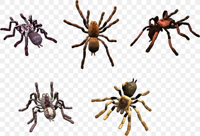Spider-Man Spider Web Southern Black Widow Clip Art, PNG, 1523x1038px, Spider, Arachnid, Arthropod, Chelicerae, Eight Legs Download Free