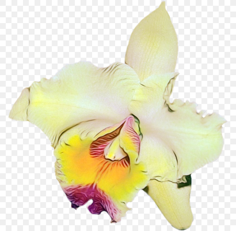 Cut Flowers Gladiolus Moth Orchids Flower Petal, PNG, 766x800px, Watercolor, Biology, Cut Flowers, Flower, Gladiolus Download Free