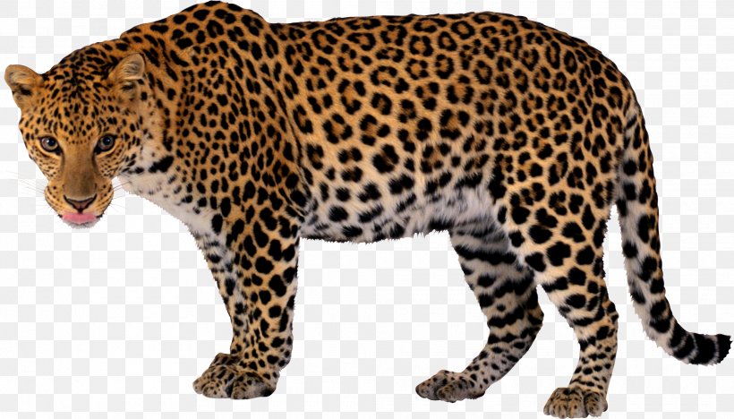 Leopard Jaguar Cheetah Clip Art, PNG, 2020x1154px, Leopard, Animal Print, Big Cat, Big Cats, Carnivoran Download Free