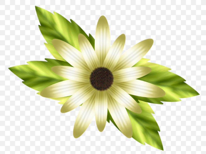 Petal Lilium White Flower, PNG, 800x612px, Petal, Annual Plant, Daisy Family, Flower, Flowering Plant Download Free
