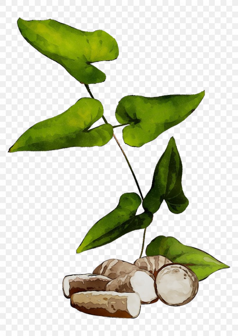 Plant Stem Leaf Fruit Tree Plants, PNG, 1062x1502px, Plant Stem, Anthurium, Botany, Branch, Flower Download Free
