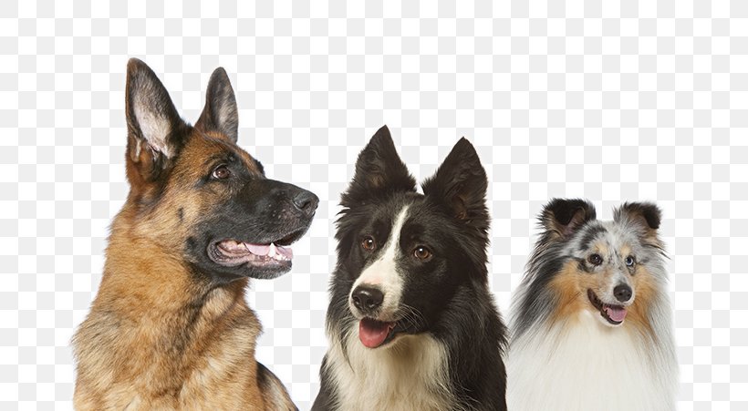 Dog Breed Shiloh Shepherd Dog King Shepherd German Shepherd Icelandic Sheepdog, PNG, 720x451px, Dog Breed, Breed, Companion Dog, Dog, Dog Breed Group Download Free