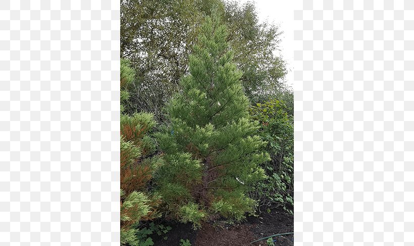 Spruce Pine Larch Fir Tree, PNG, 650x488px, Spruce, Biome, Branch, Conifer, Conifers Download Free