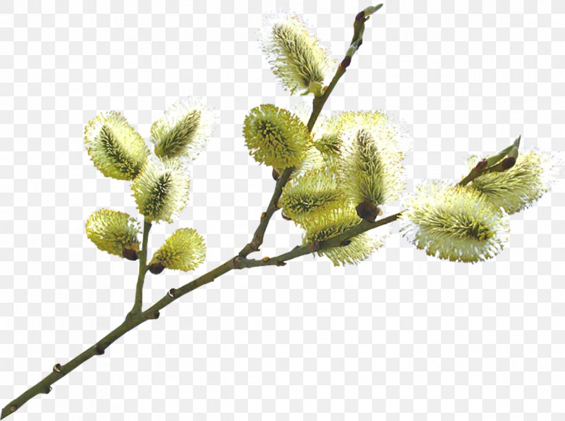 Branch Willow Clip Art, PNG, 1266x946px, Branch, Bud, Digital Image, Drawing, Fruit Download Free