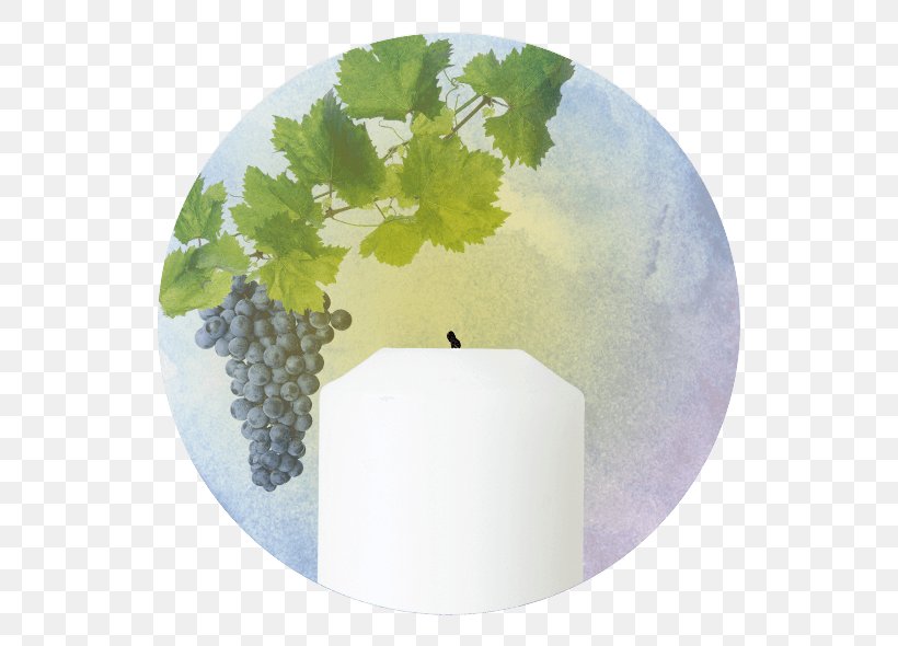 Common Grape Vine Vitis Rupestris Grape Leaves, PNG, 590x590px, Grape, Common Grape Vine, Grape Leaves, Grapes, Grapevine Family Download Free