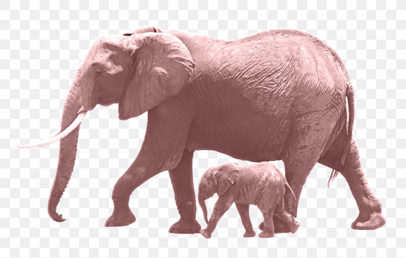 Dog Cat Elephants Infant Animal, PNG, 1200x763px, Dog, African Elephant, Animal, Cat, Cattle Like Mammal Download Free
