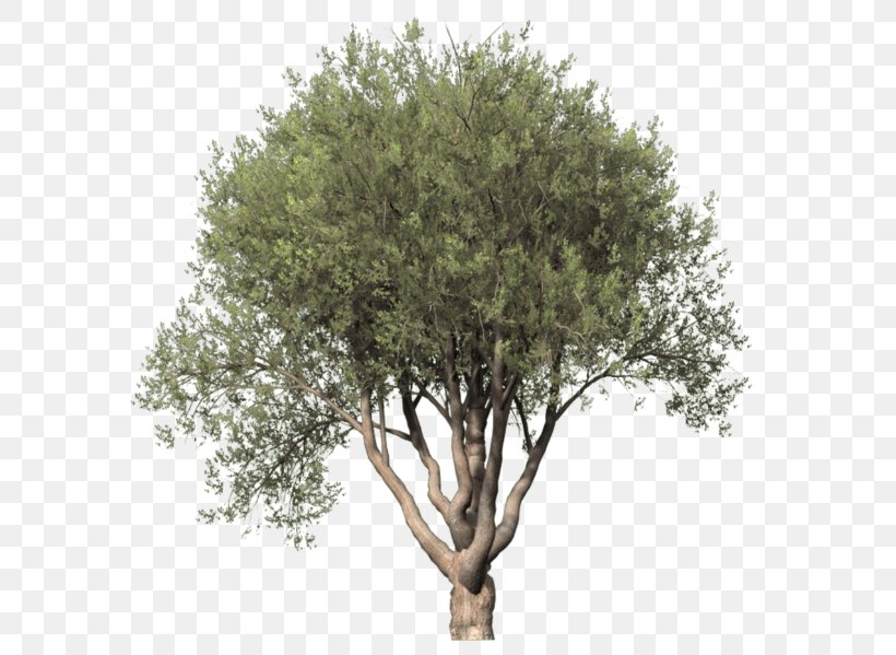Drawing Trees Populus Alba Plant Clip Art, PNG, 640x599px, Tree, Branch, Cottonwood, Digital Image, Drawing Download Free