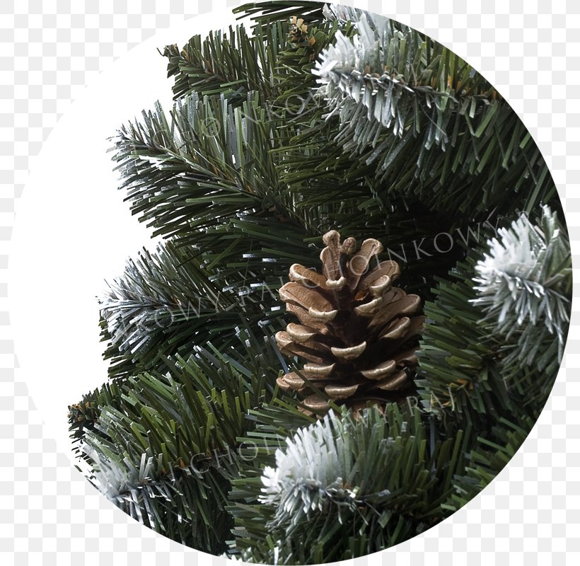 Fir Spruce Pine Christmas Ornament Conifer Cone, PNG, 800x800px, Fir, Christmas, Christmas Ornament, Cone, Conifer Download Free