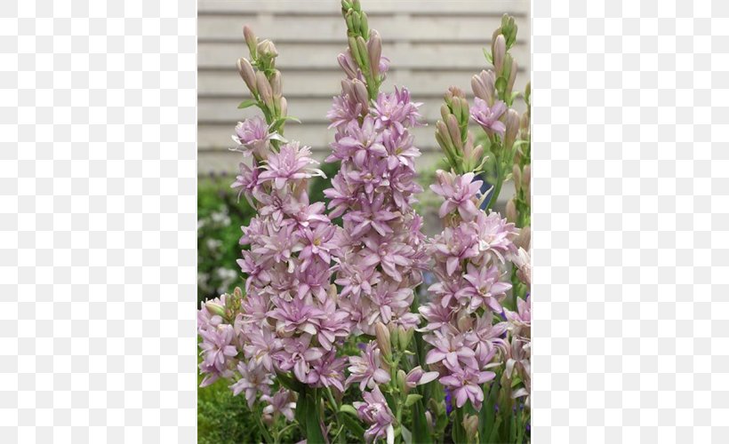 Tuberose Bulb English Lavender Tiger Lily Dahlia, PNG, 500x500px, Tuberose, Bulb, Common Sage, Dahlia, Delphinium Download Free