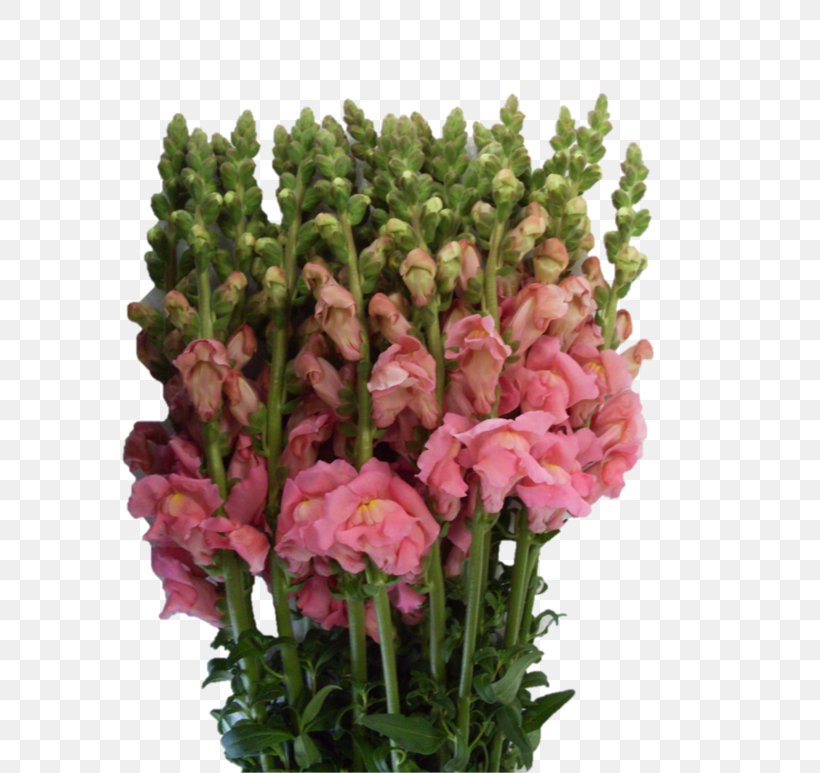 Cut Flowers Snapdragons Flower Delivery Plant Stem, PNG, 580x773px, Cut Flowers, Annual Plant, Edible Flower, Floristry, Flower Download Free