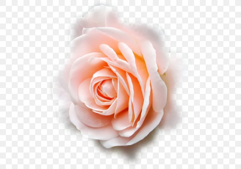 Garden Roses Cabbage Rose Inked With Love Floribunda Cut Flowers, PNG, 500x576px, Garden Roses, Cabbage Rose, Close Up, Closeup, Cut Flowers Download Free