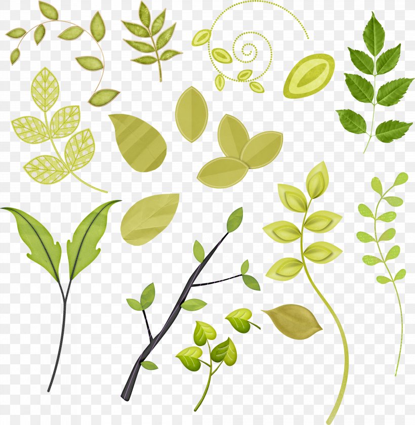 Leaf Plant Stem Floral Design Clip Art, PNG, 4203x4310px, Leaf, Branch, Flora, Floral Design, Flower Download Free