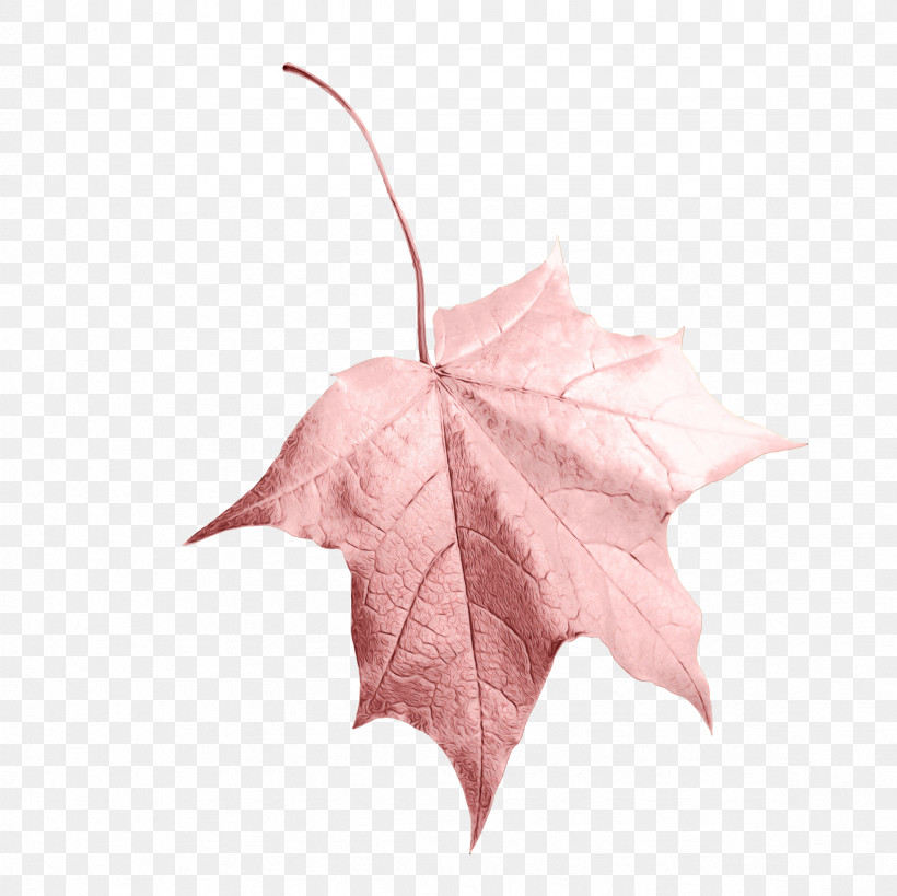 Maple Leaf, PNG, 2362x2362px, Watercolor, Black Maple, Deciduous, Flower, Ivy Download Free