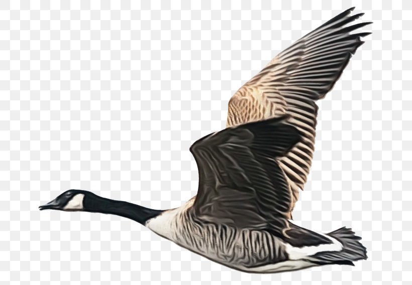 Bird Canada Goose Water Bird Goose Waterfowl, PNG, 700x568px, Watercolor, Beak, Bird, Canada Goose, Duck Download Free