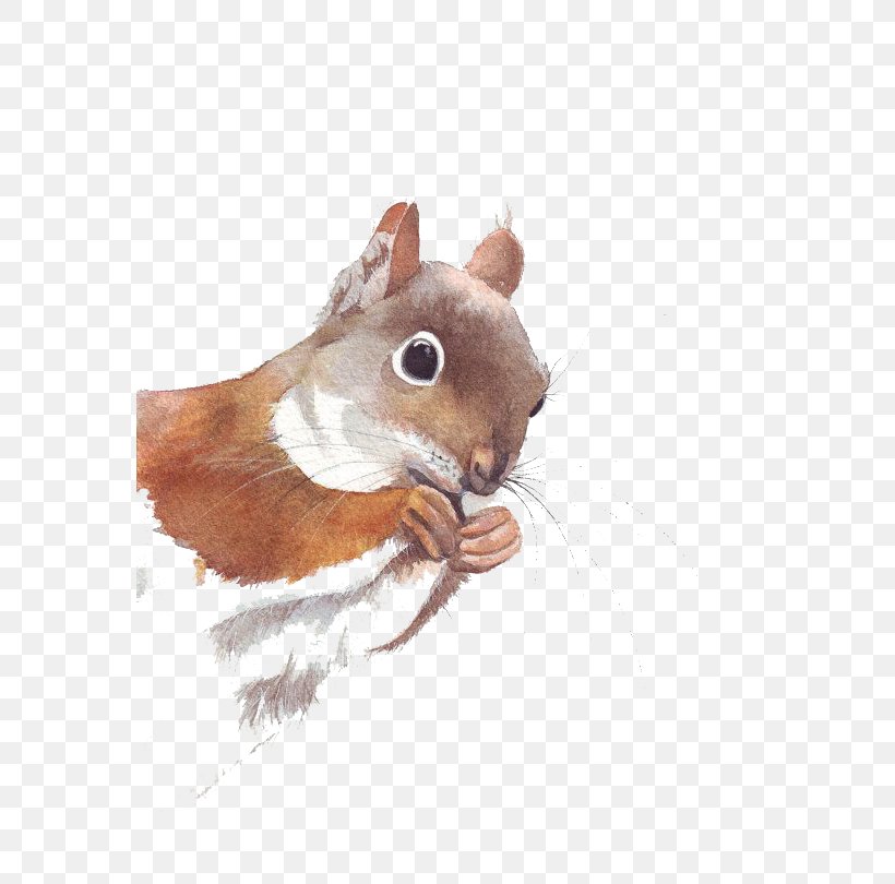 Cute Squirrel, PNG, 570x810px, Squirrel, Art, Chipmunk, Drawing, Fauna Download Free