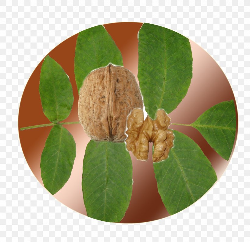 English Walnut Species Cultivar, PNG, 1777x1728px, Walnut, Cultivar, Culture, Description, English Walnut Download Free