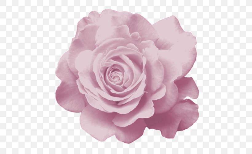Garden Roses Cabbage Rose Floribunda Flower Petal, PNG, 500x500px, Garden Roses, Artificial Flower, Cabbage Rose, China Rose, Cut Flowers Download Free