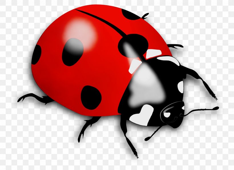 Ladybird Beetle Image JPEG Clip Art, PNG, 2400x1745px, Ladybird Beetle, Animal, Arthropod, Beetle, Carnivore Download Free