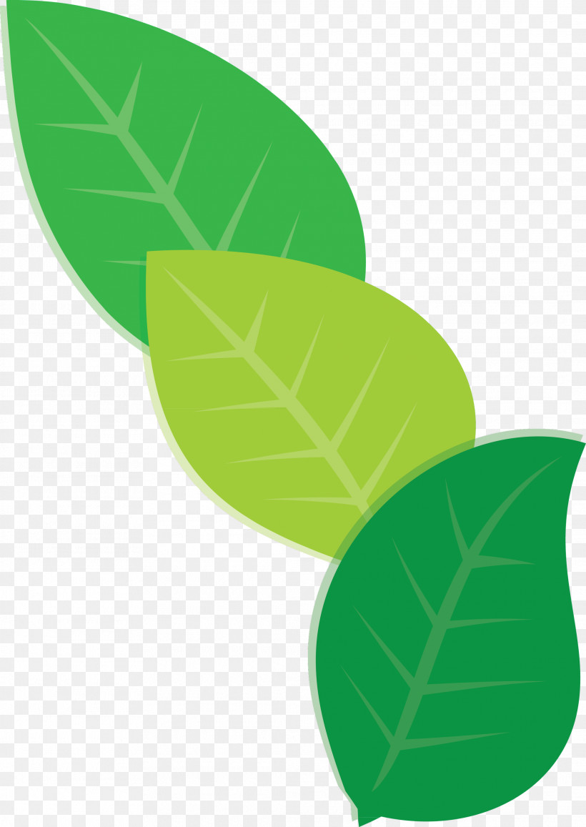 Leaf Plant Stem Green Font Meter, PNG, 2125x3000px, Leaf, Biology, Green, Meter, Plant Stem Download Free