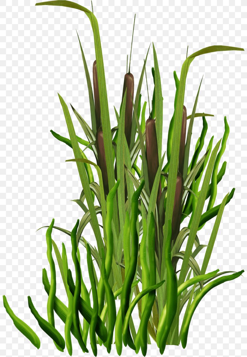 Seagrass Image Wakame, PNG, 804x1185px, Seagrass, Aquarium Decor, Chives, Flower, Flowering Plant Download Free