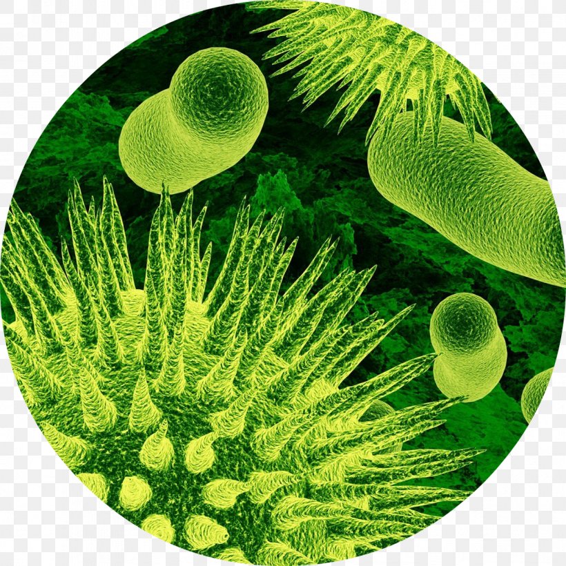Unicellular Organism Multicellular Organism Biology, PNG, 1182x1182px, Unicellular Organism, Aquarium Decor, Aquatic Plant, Biology, Cell Download Free