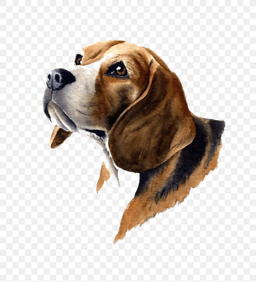Brown Dog, PNG, 736x904px, Beagle, Animal, Art, Artist, Carnivoran Download Free