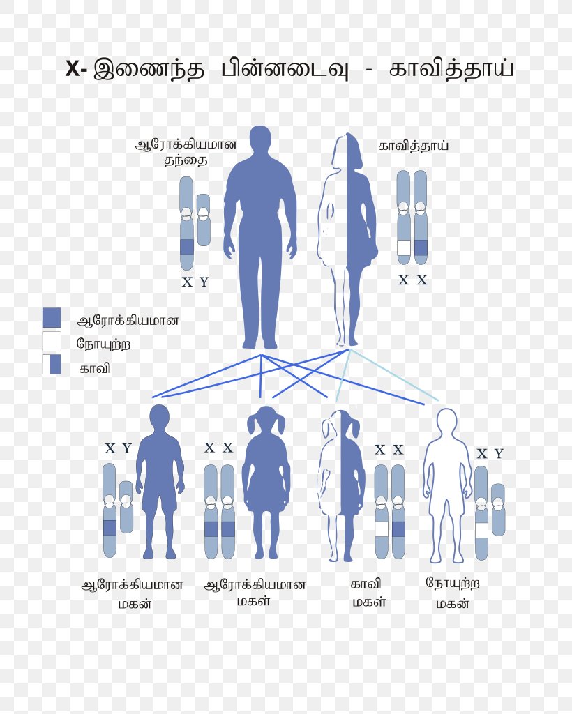 Color Blindness X-linked Recessive Inheritance X Chromosome Genetic Disorder Disease, PNG, 791x1024px, Color Blindness, Brand, Color, Communication, Deuteranopia Download Free