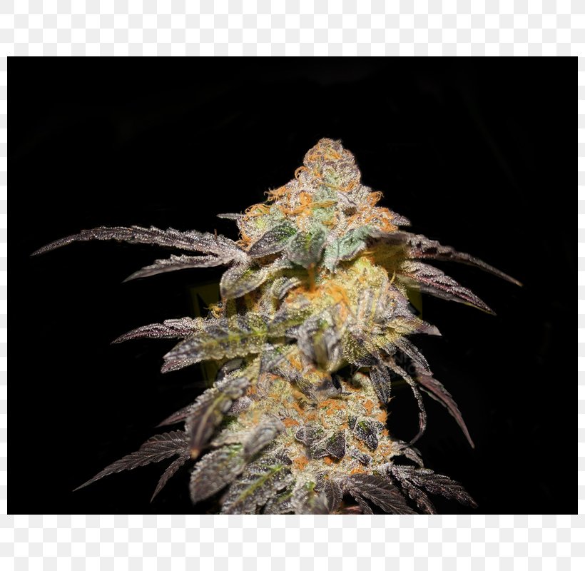 Seed Company HTTP Cookie Cannabis Sativa, PNG, 800x800px, Seed, Autoflowering Cannabis, Blossom, Cannabis, Cannabis Sativa Download Free