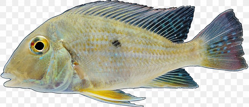 Tilapia Freshwater Fish Common Carp Fresh Water, PNG, 2283x981px, Tilapia, Asian Arowana, Barramundi, Bass, Bonyfish Download Free