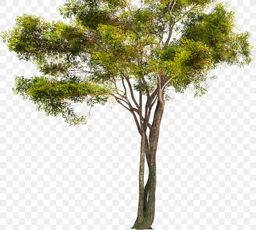 Tree Trunk Clip Art Branch Black Alder, PNG, 1334x1200px, Tree, Alder, Black Alder, Branch, English Oak Download Free