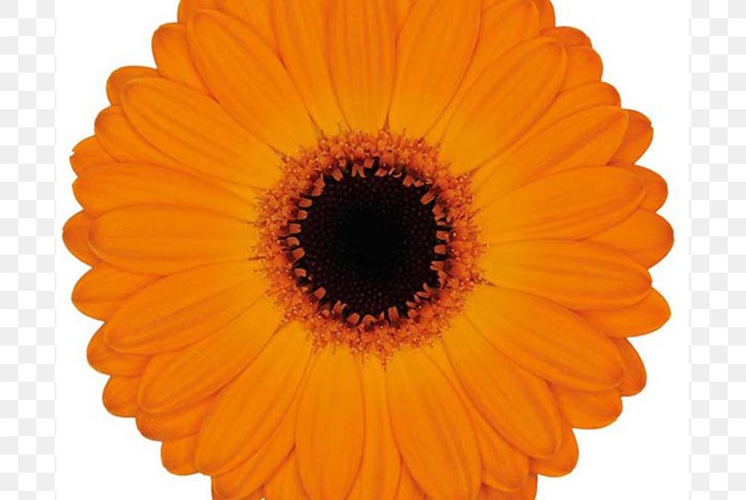 Colours Of Nature Chris D'Amico Transvaal Daisy, PNG, 800x550px, Colours Of Nature, Calendula, Close Up, Coin, Daisy Family Download Free