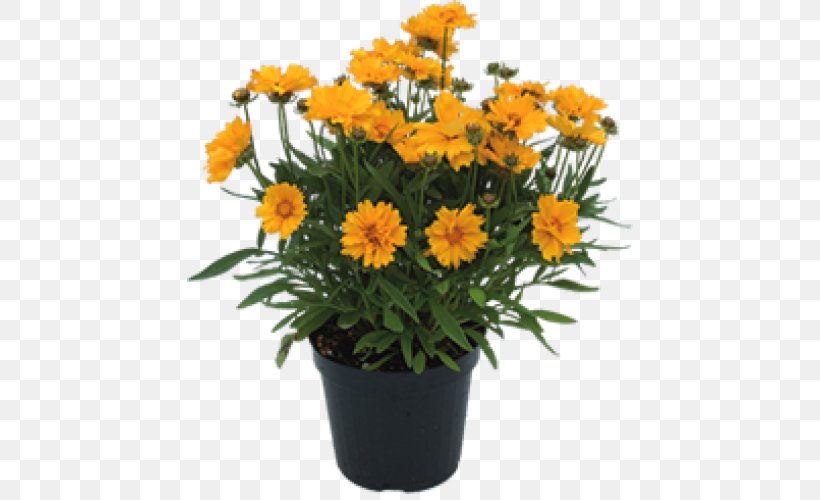 Marguerite Daisy Floral Design Cut Flowers Flowerpot Marigolds, PNG, 500x500px, Marguerite Daisy, Annual Plant, Aster, Calendula, Cut Flowers Download Free