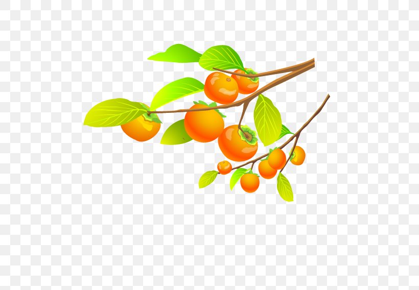 Tangerine Persimmon Fruit Tree, PNG, 567x568px, Tangerine, Auglis, Branch, Citrus, Follaje Download Free