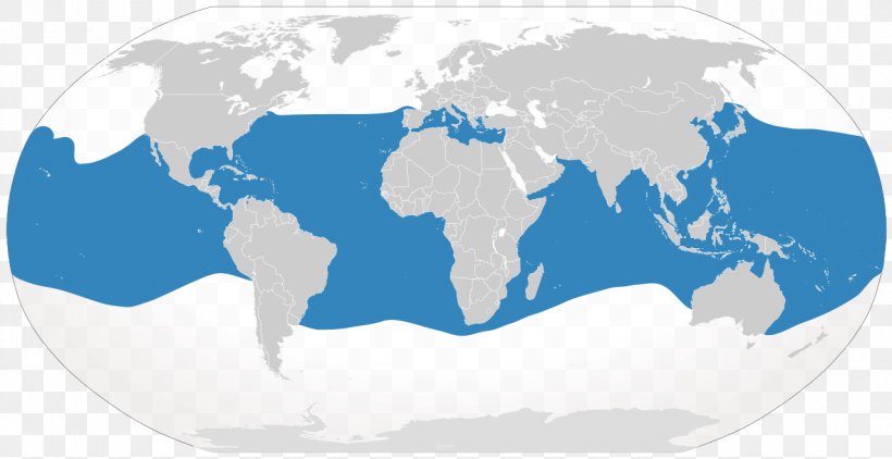 The Whale Shark Short-finned Pilot Whale Isurus Oxyrinchus, PNG, 1280x659px, Shark, Area, Blue, Cetacea, Earth Download Free