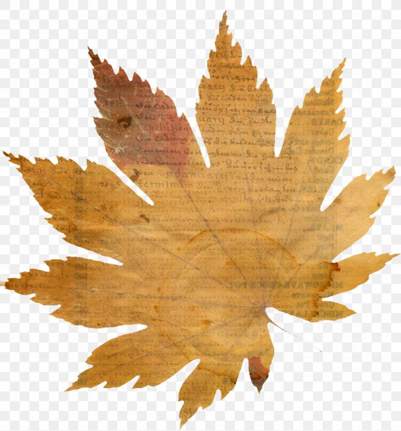 Autumn Leaves Maple Leaf, PNG, 1489x1600px, Autumn Leaves, Autumn, Computer Software, Drawing, Idea Download Free