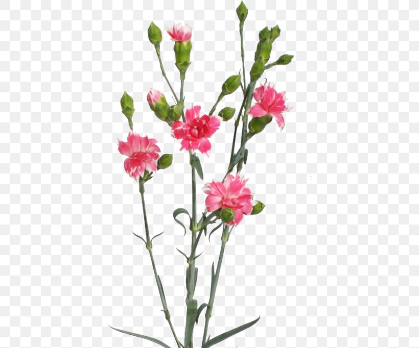 Carnation Cut Flowers Cherry Herbaceous Plant, PNG, 400x682px, Carnation, Annual Plant, Cherry, Cut Flowers, Dianthus Download Free