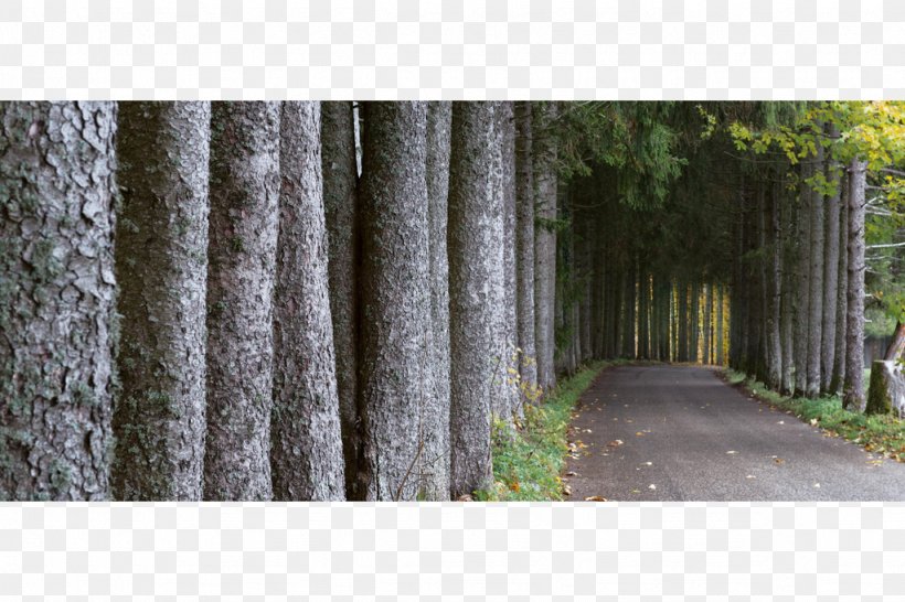 Chézard-Saint-Martin Tree Avenue Norway Spruce /m/083vt, PNG, 1024x682px, Tree, Avenue, Fir, Forest, Grass Download Free