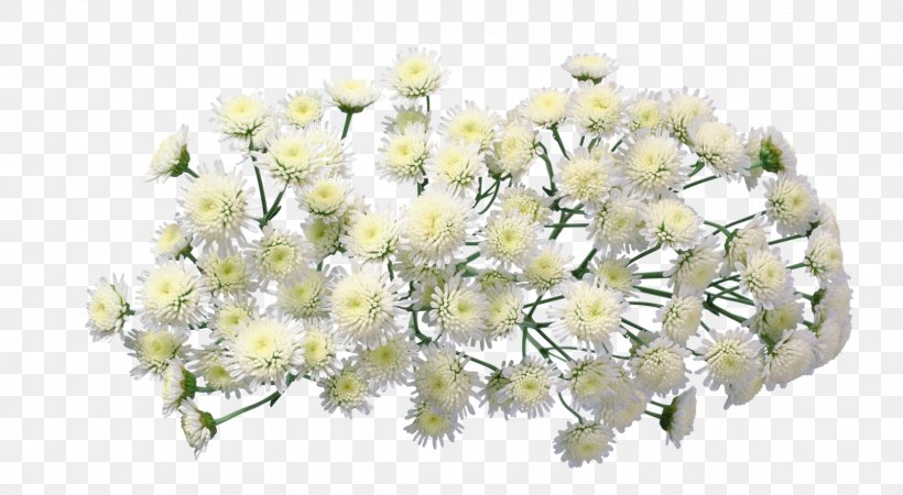 Chrysanthemum Flower Floral Design Clip Art, PNG, 1600x879px, Chrysanthemum, Blossom, Body Jewelry, Branch, Cut Flowers Download Free