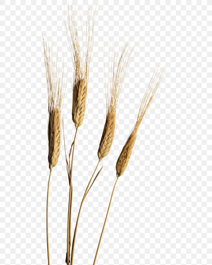 Emmer Ear Einkorn Wheat Cereal, PNG, 494x1024px, Emmer, Cereal, Cereal Germ, Commodity, Durum Download Free