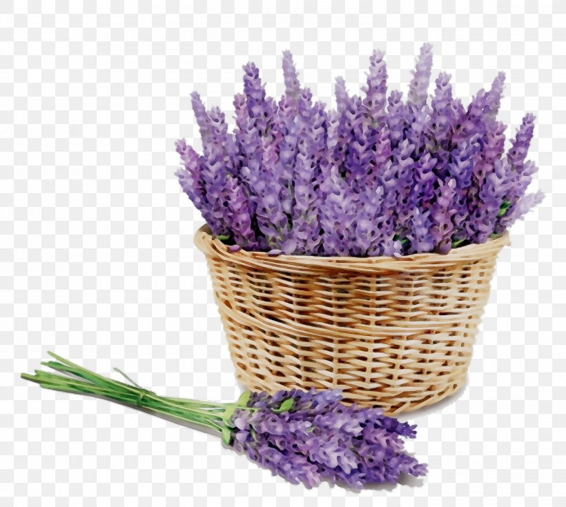 English Lavender Aromatherapy Aroma-massaggio Essential Oil Distillation, PNG, 3000x2691px, English Lavender, Aromatherapy, Artificial Flower, Buddleia, Cut Flowers Download Free