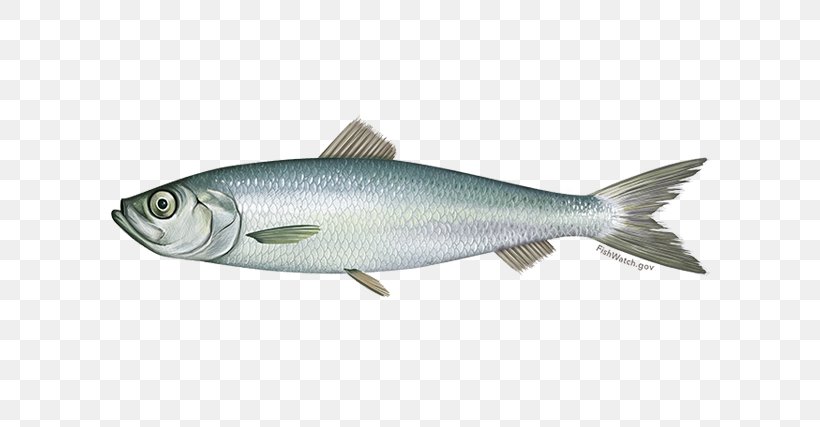 Fish Cartoon, PNG, 640x427px, Atlantic Herring, Arctic Char, Atlantic Bluefin Tuna, Atlantic Cod, Atlantic Mackerel Download Free