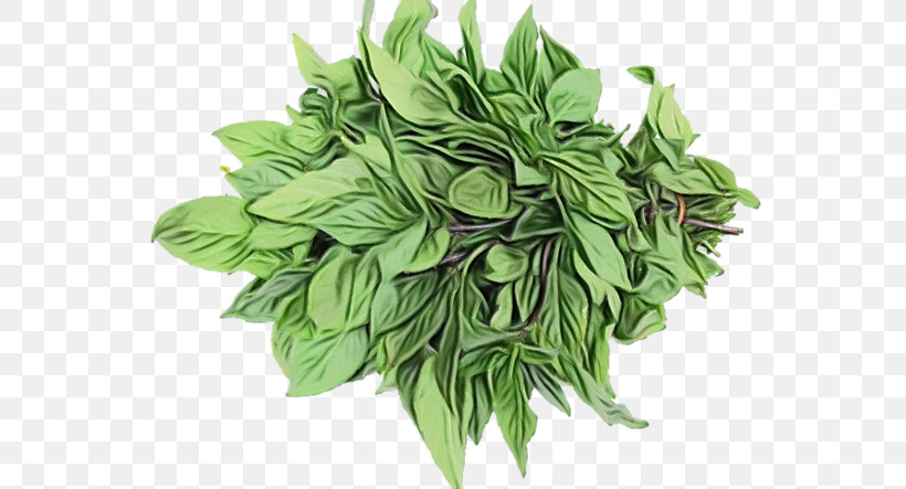Herb Herbal Medicine Vegetable Leaf Spinach, PNG, 591x443px, Watercolor, Basil, Biology, Herb, Herbal Medicine Download Free