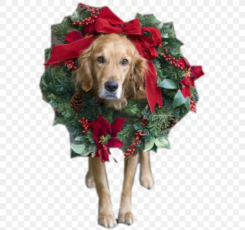 Santa Claus Dog Christmas Card Puppy, PNG, 567x769px, Santa Claus, Carnivoran, Christmas, Christmas And Holiday Season, Christmas Card Download Free