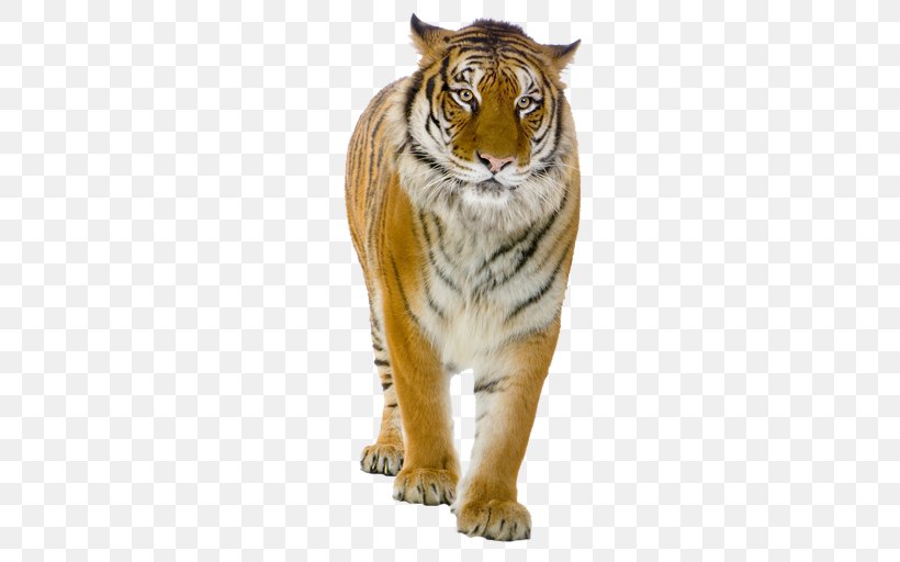 Tiger Lion Felidae Clip Art, PNG, 512x512px, Tiger, Big Cats, Carnivoran, Cat, Cat Like Mammal Download Free