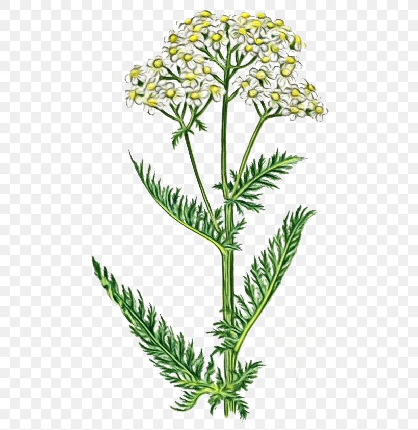 Cow Cartoon, PNG, 500x842px, Tansy, Chamomile, Cow Parsley, Flower, Herb Download Free