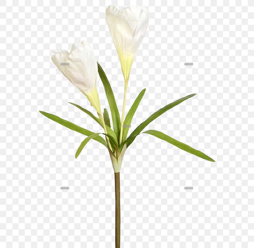 Crocus Iris Family Plant Cut Flowers Dekomarkt.de, PNG, 800x800px, Crocus, Artificial Flower, Cut Flowers, Dekomarktde Walter Langnickel Gmbh, Flower Download Free