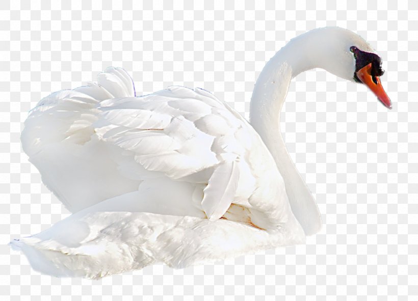Cygnini Bird Duck White Swan Domestic Pigeon, PNG, 1280x923px, Cygnini, Beak, Bird, Chicken, Computer Software Download Free
